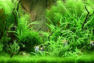 Set Up Examples | JUWEL Aquarium